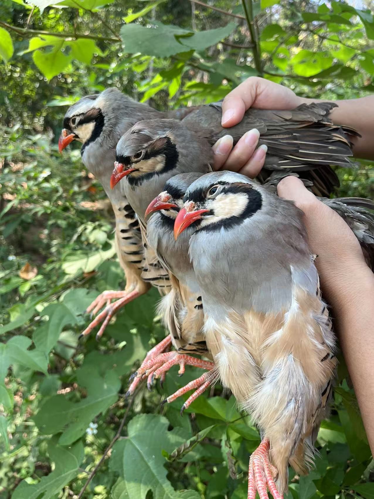 1公3母呱呱鸡 顺丰发货 