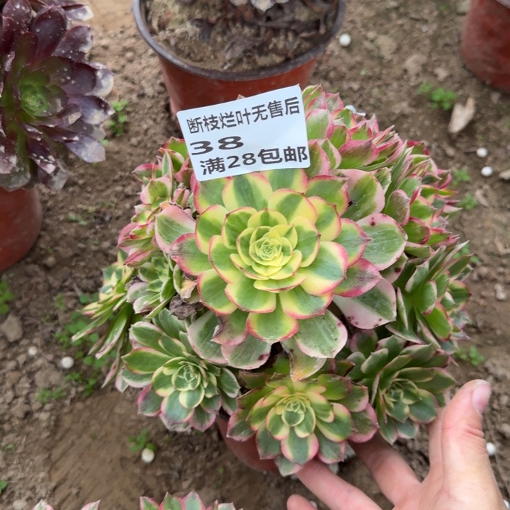 38二号棚粉体海王多肉A