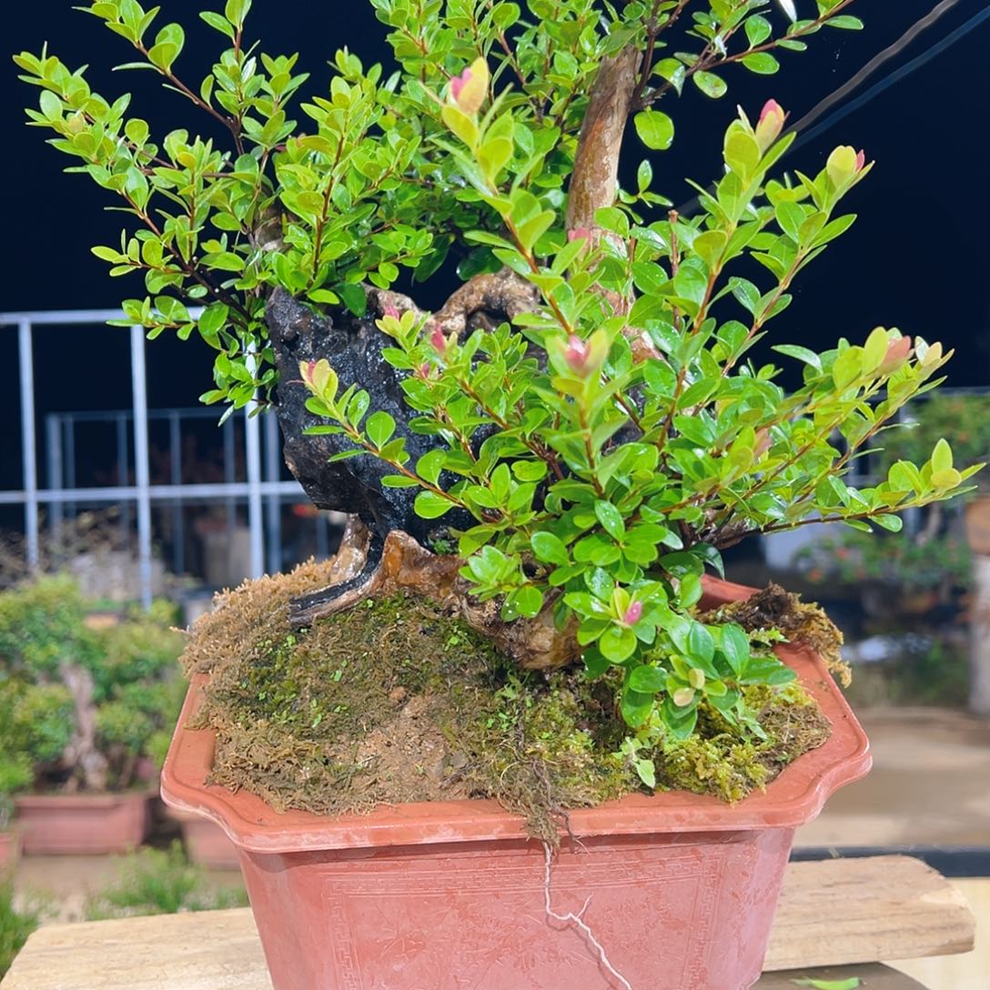 以实际为准山采红芽赤楠