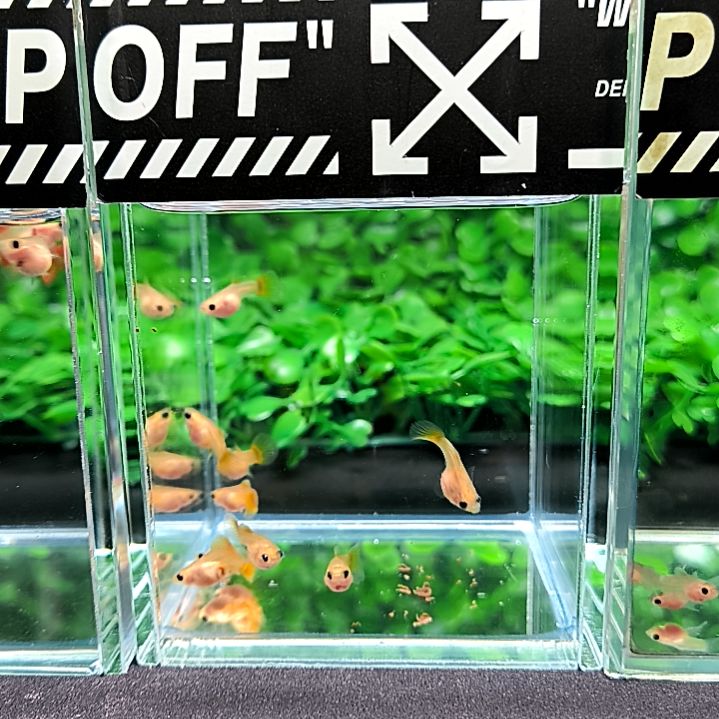 孔雀鱼黄金玻璃猫球体苗子9条含三条被损。