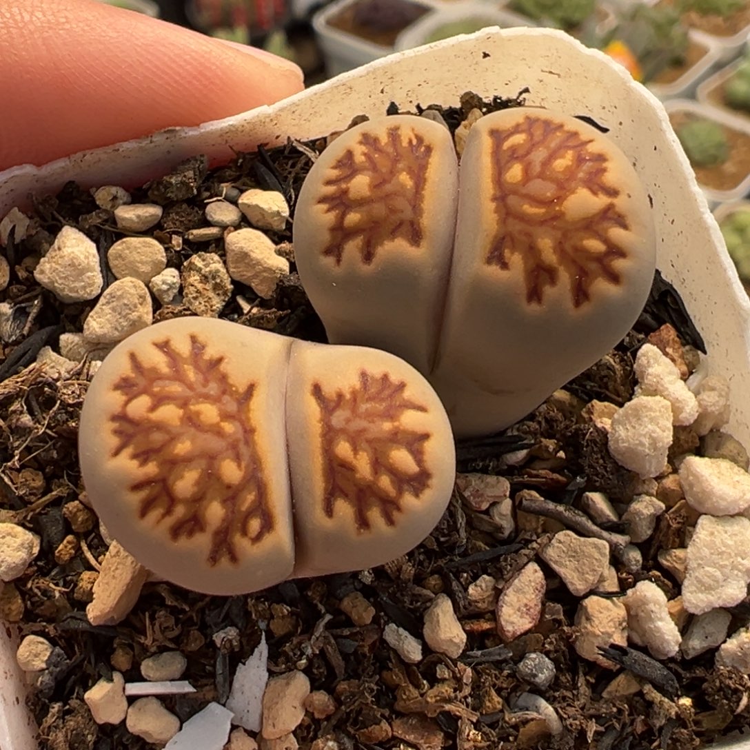 652多肉植物种类多样