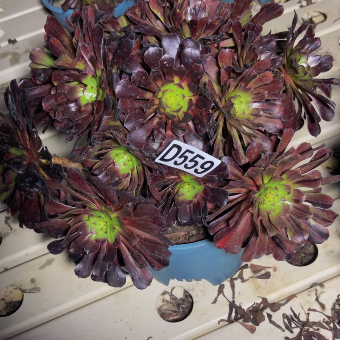 梅花法师7///////45包邮