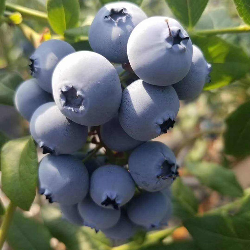 露天25号花香 云南澄江高山蓝莓生态基地蓝莓脆甜多汁 坏果包赔