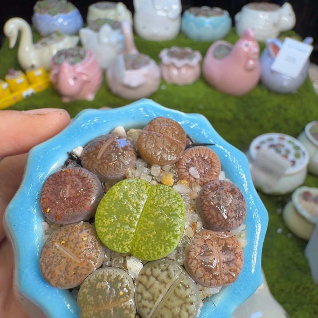 清***.多肉植物福利冲259