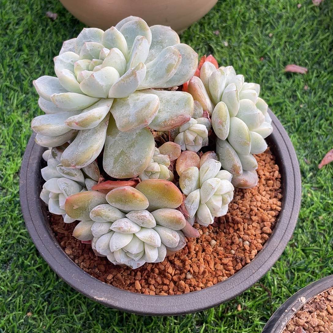 冰玉群生多肉植物一物一拍