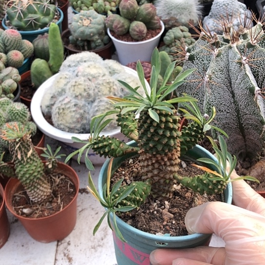 初***E无花朵铁甲麒麟带盆土