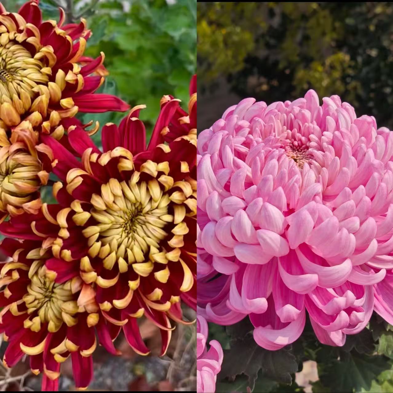 九月菊【粉国华➕金贝大红】花后根断枝不售后 菊花盆栽 