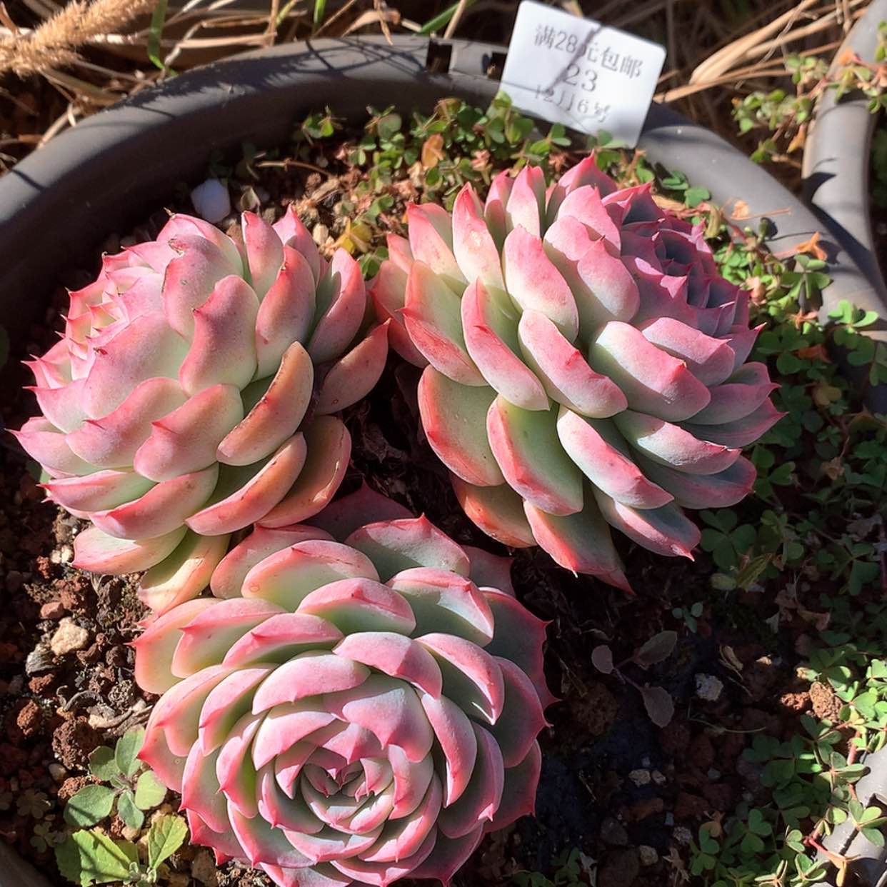 【闪购商品】云23号