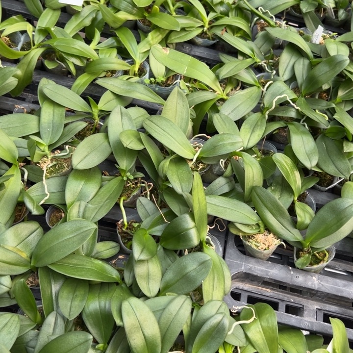 不开花植物七仙女1.7