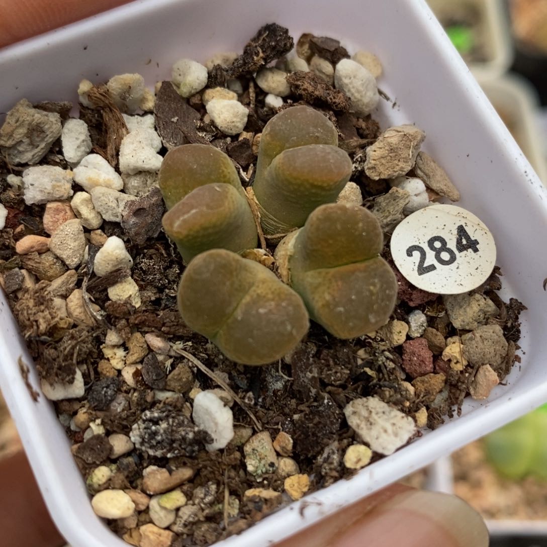 漂亮风铃4头多肉带盆284