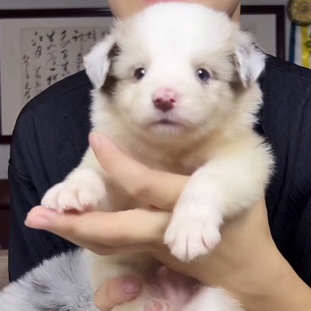 【佩尔索】40天弟弟 边境牧羊犬幼犬蓝陨石红陨石咖啡蓝白三色40天