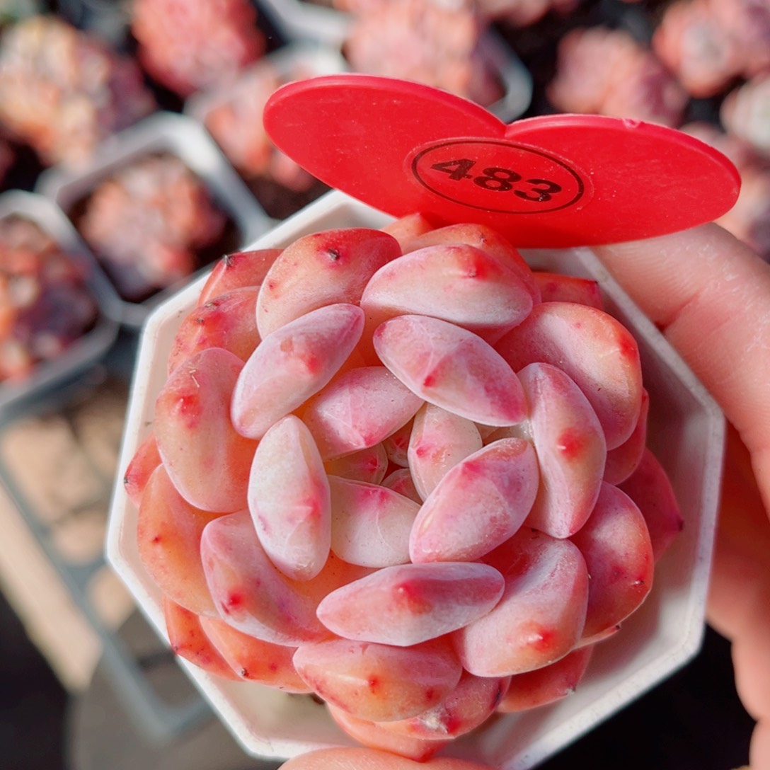 483号小老桩糖心单头