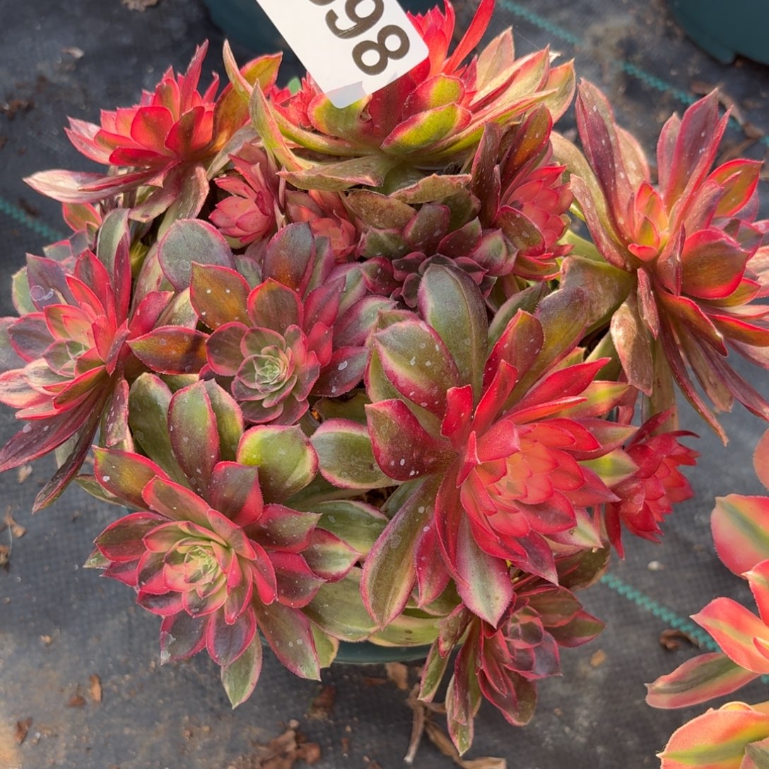 698黑膜锦多破植物福利