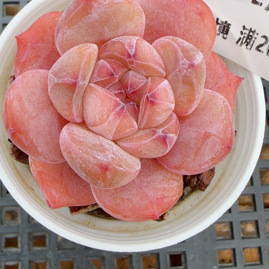 花语逸镜0226-286