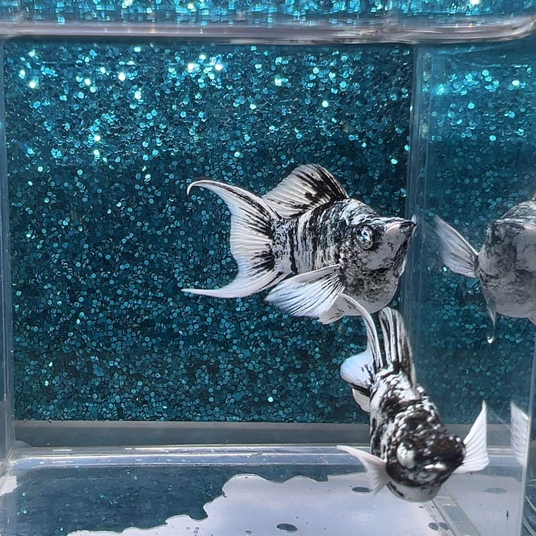 孔雀鱼水墨画玛丽一对0044