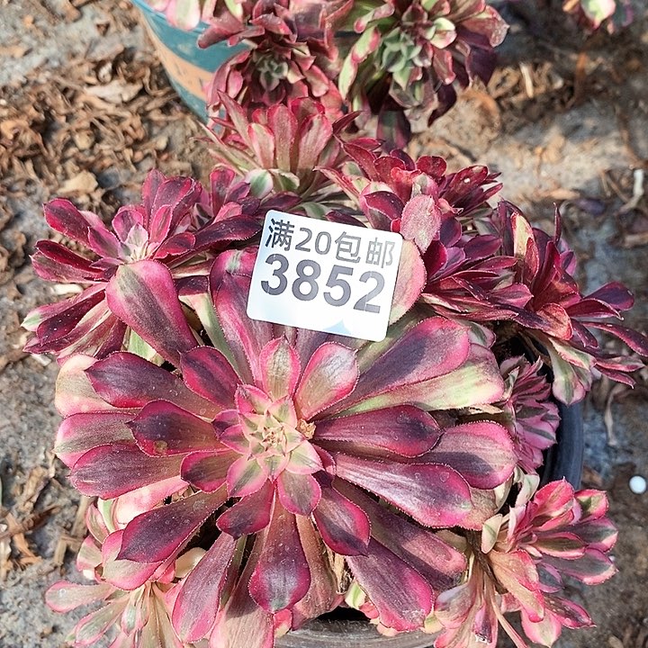 3852 一颗红铜葫发誓