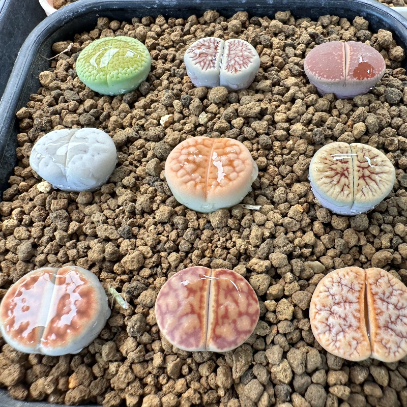 43多肉植物生石花9颗