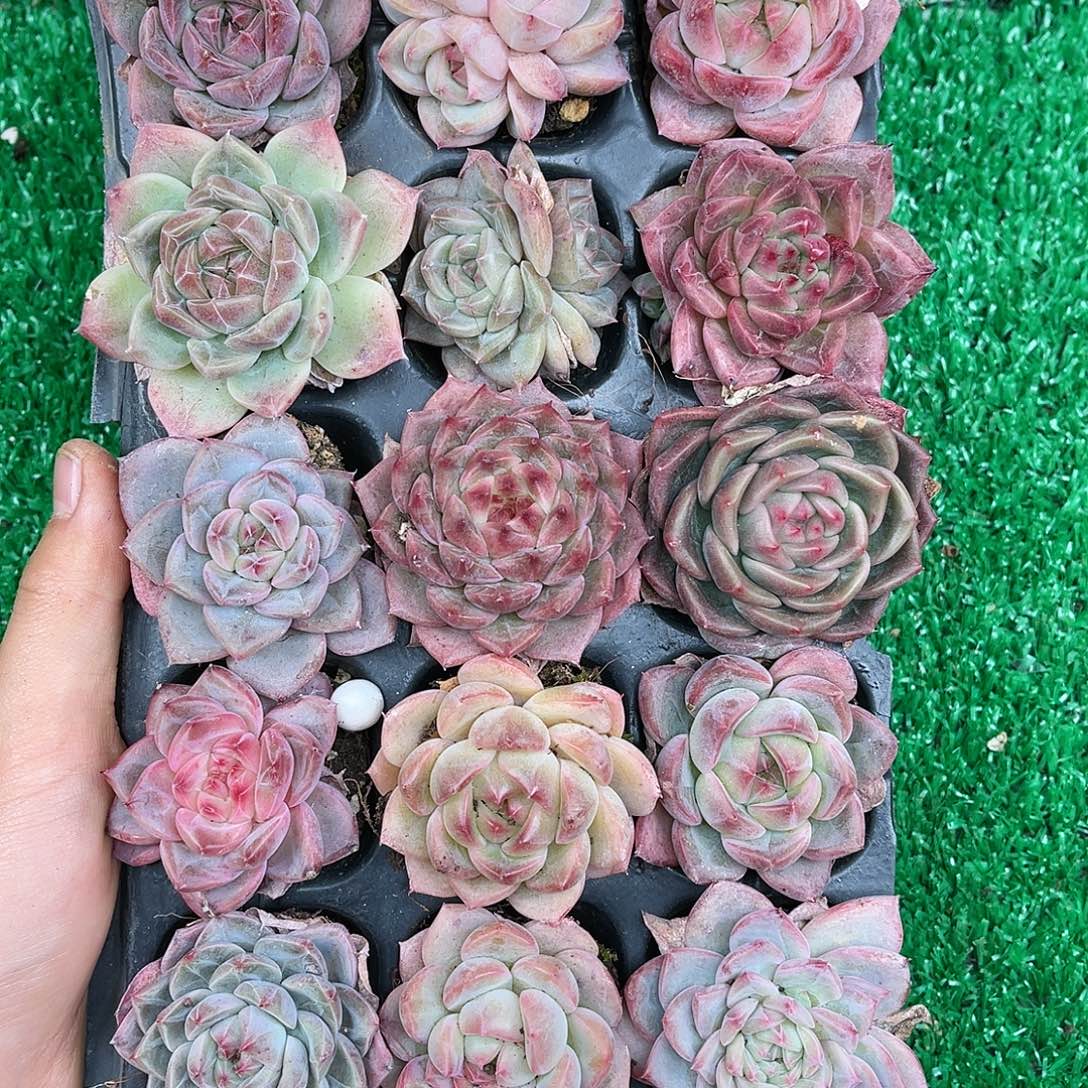 精品多肉一物一拍20-182