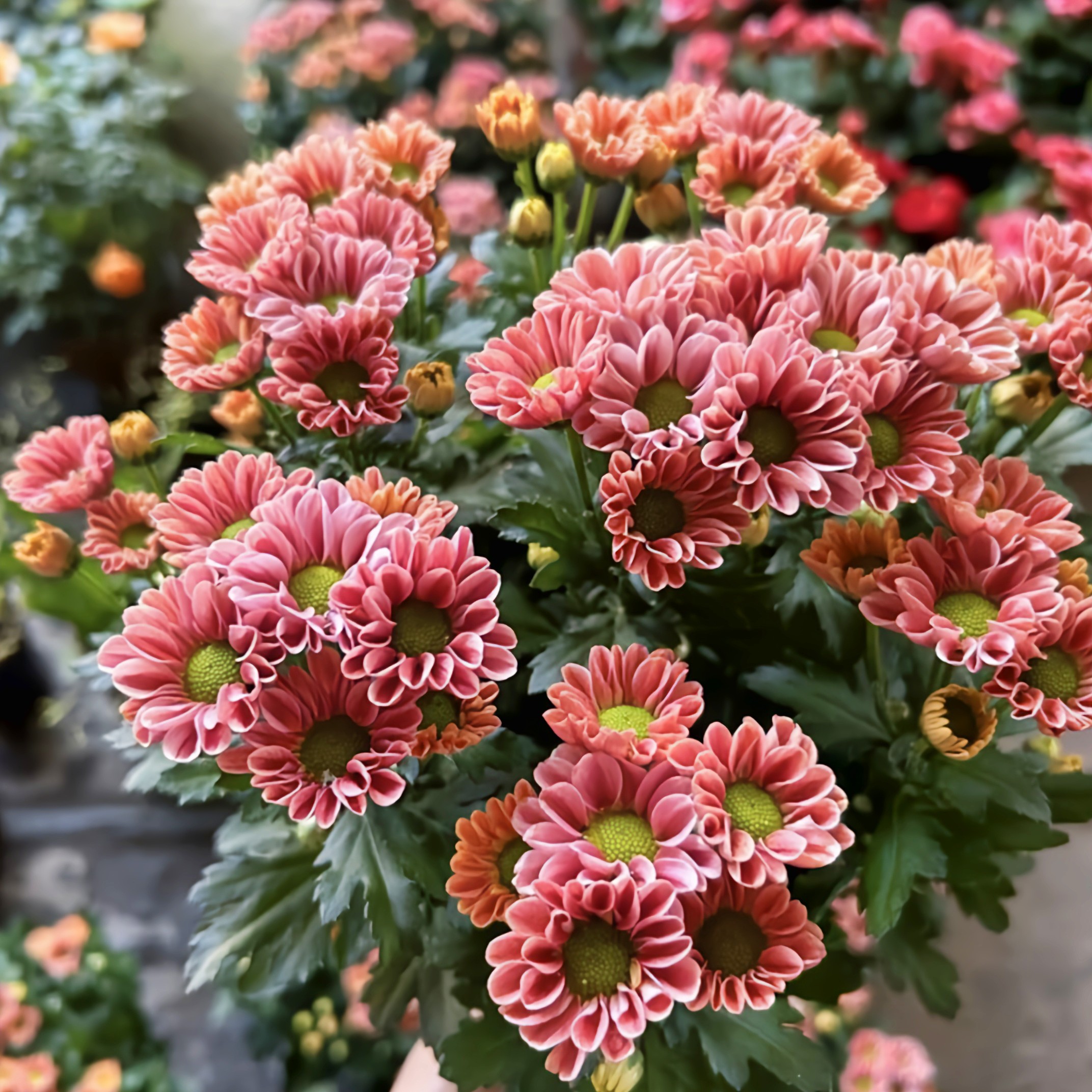 球菊荷兰菊自然成球养护多年生花卉多色可选庭院阳台好养易活开花