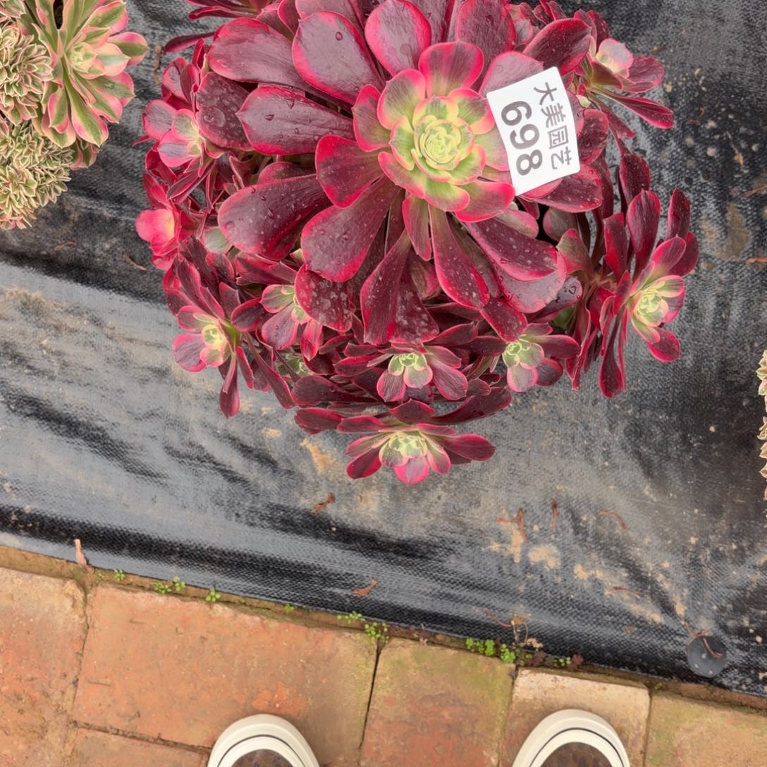 是***凤冠老桩福利698肉肉肉