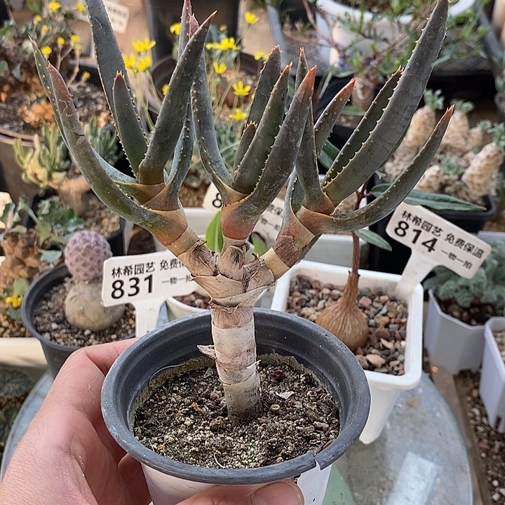 832多岐芦荟一一一一带盆