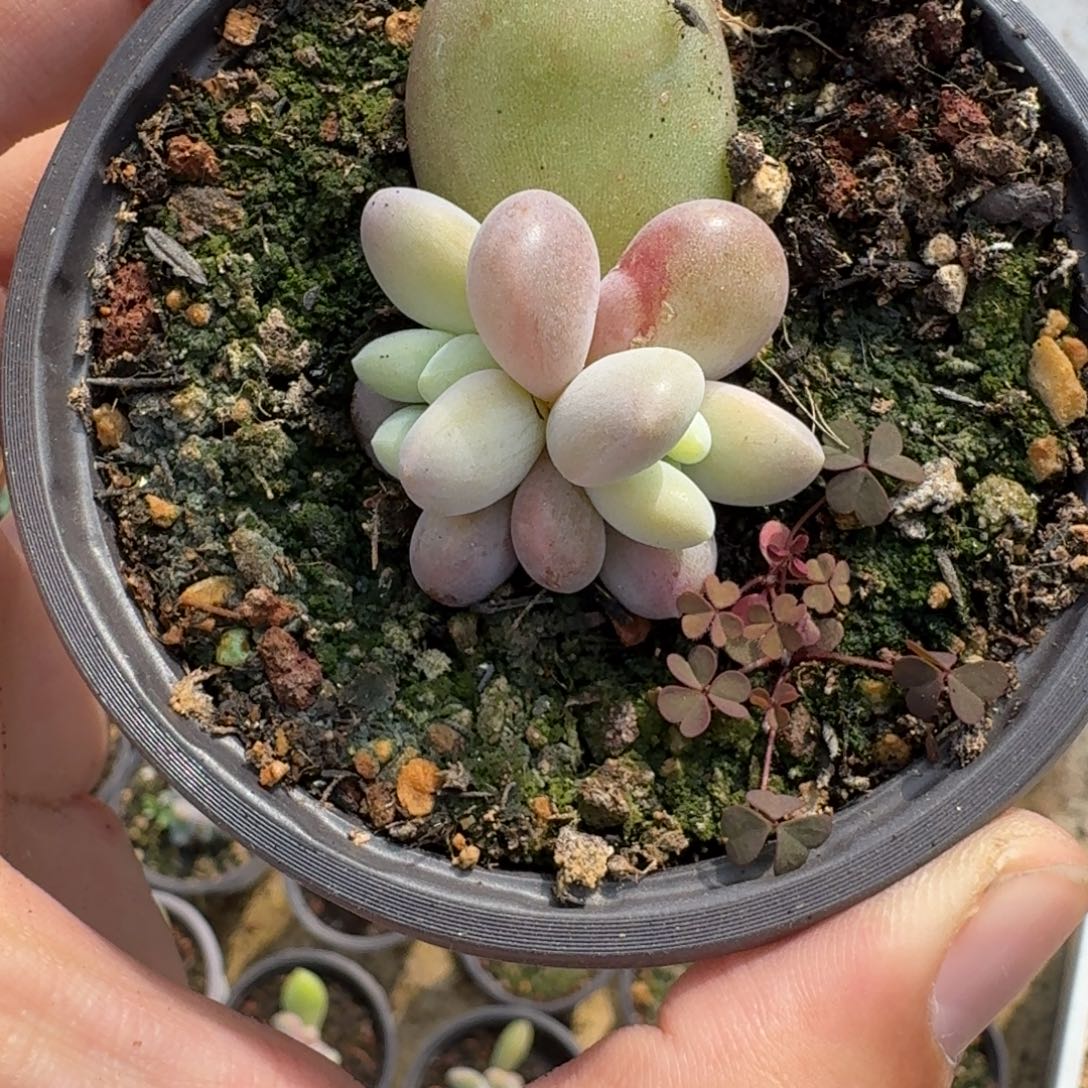 奶龙 叶插 双头 一物一拍