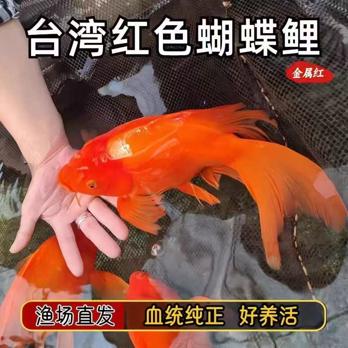 正宗台系红色蝴蝶鲤火焰尾大鳍尾红蝴蝶观赏鱼