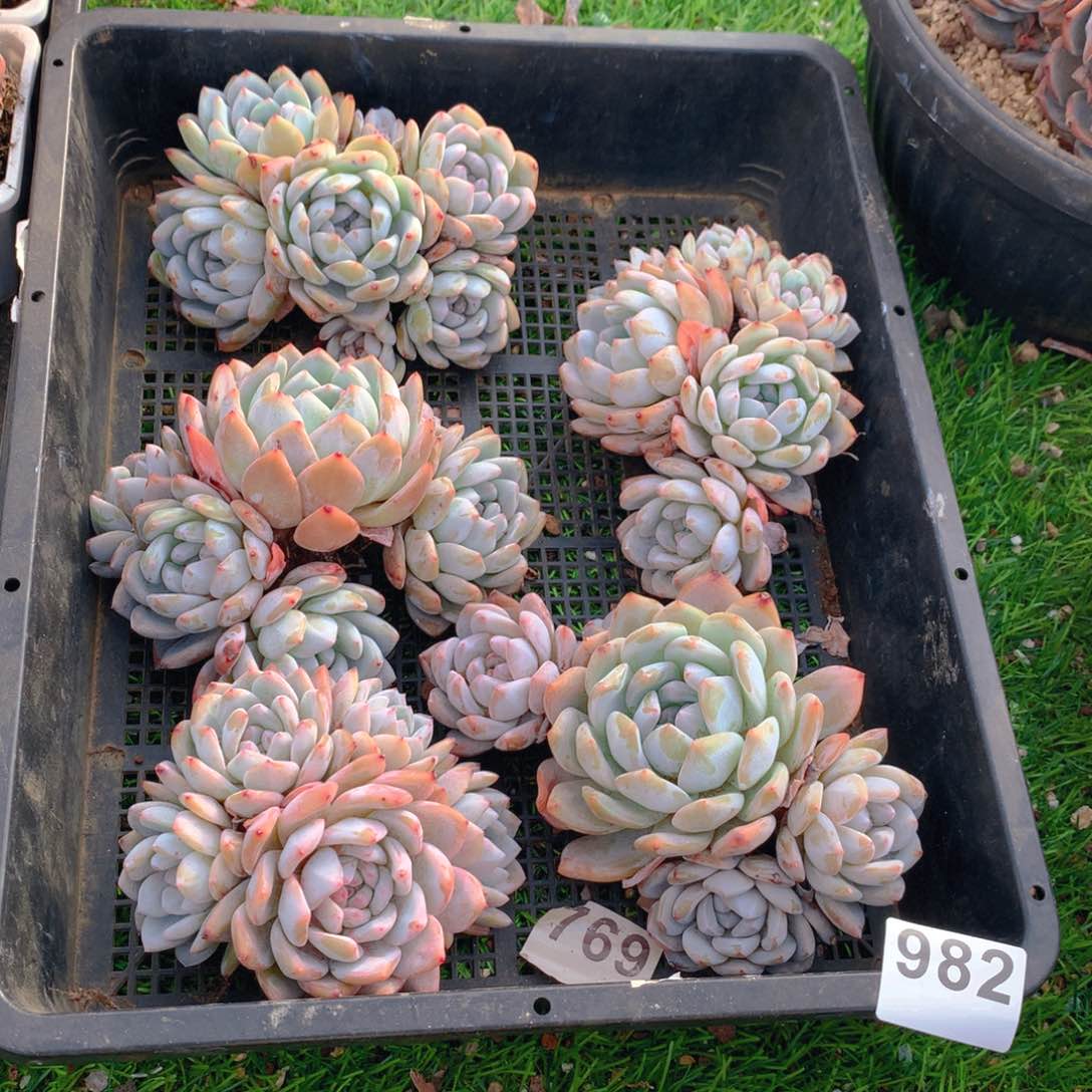 982橙子多肉植物