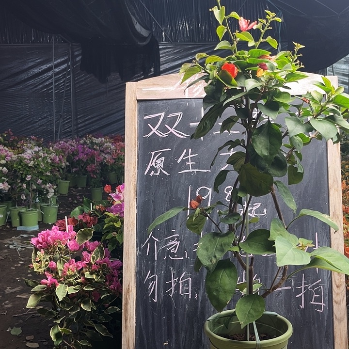 完全开放三角梅啊朱娜