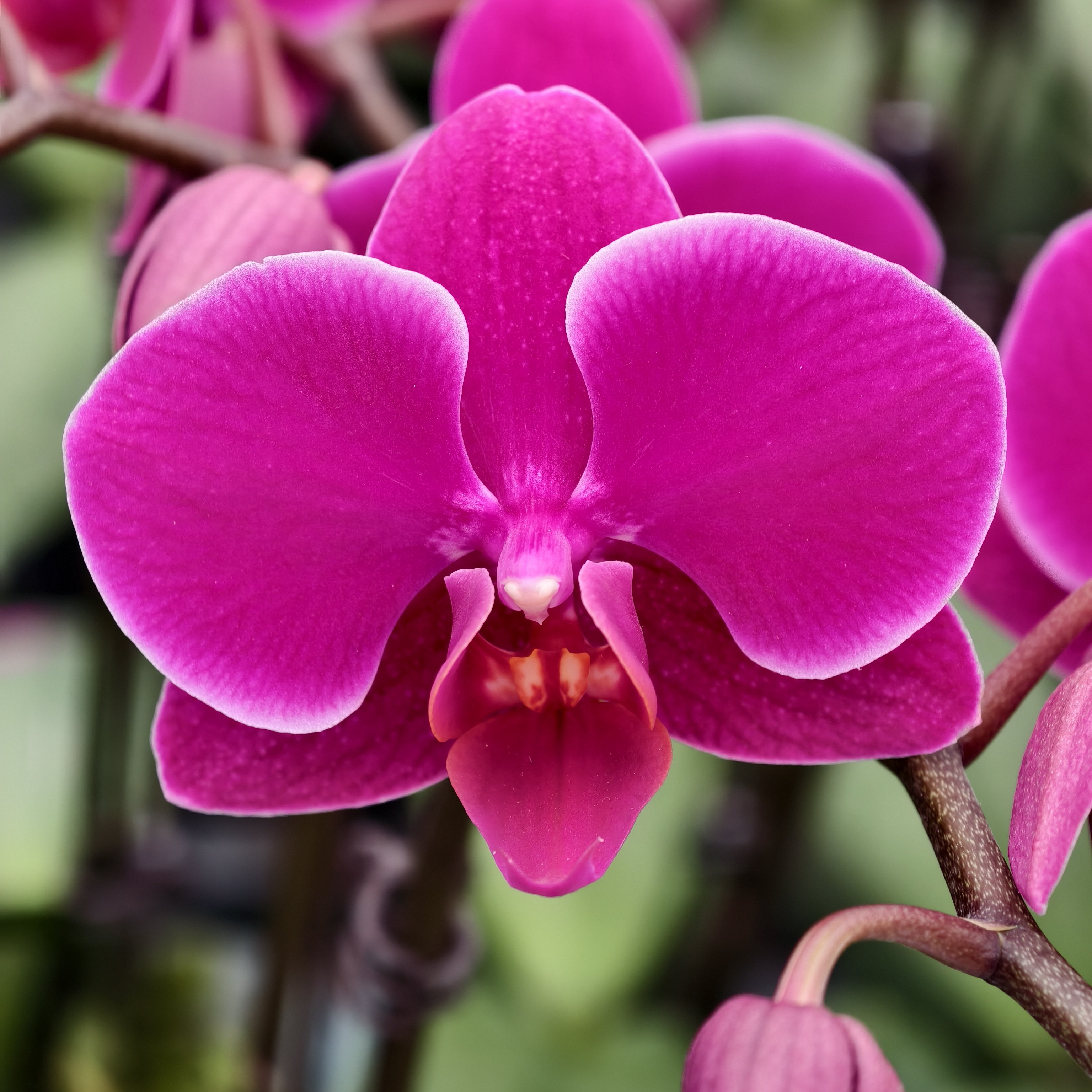 蝴蝶兰【红枫】丝绒质地中花 3.0寸杯 带花带花苞 基地直发