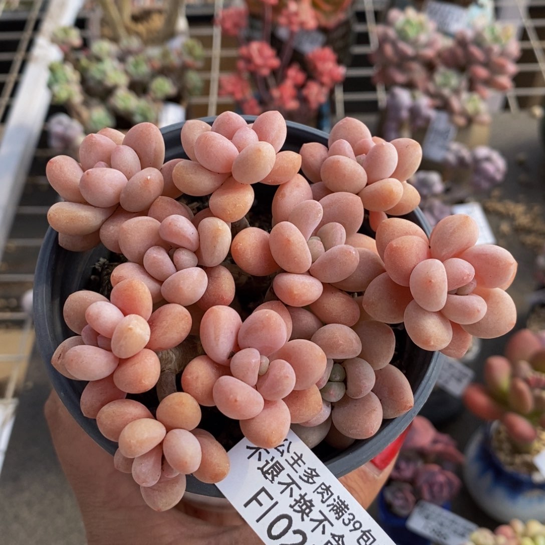 鱼子酱025/9cn有砍