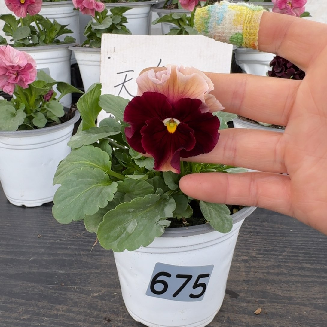 全部花朵675号白耳