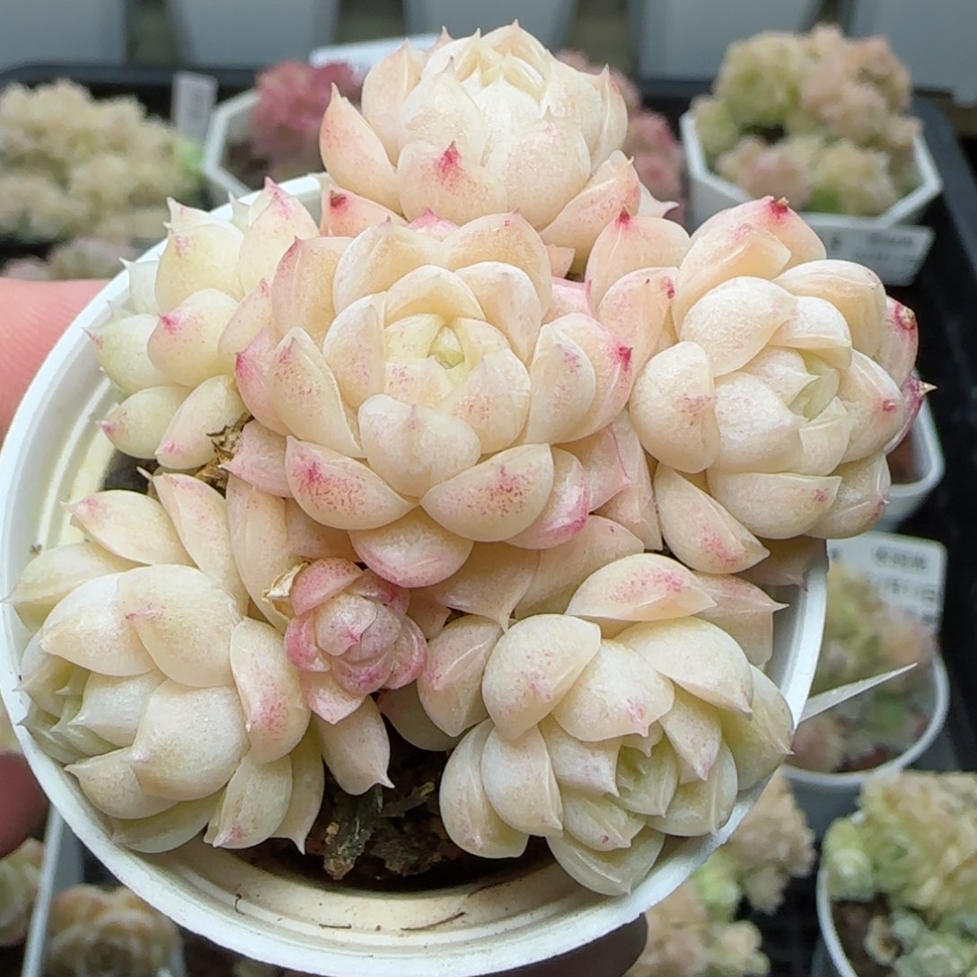 0213-268花朵麦秆