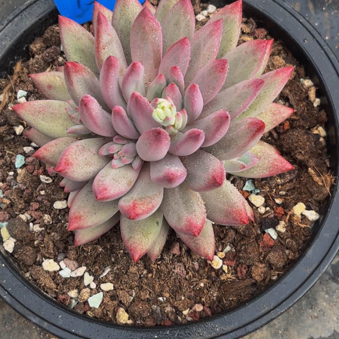 1521下午多肉植物群生