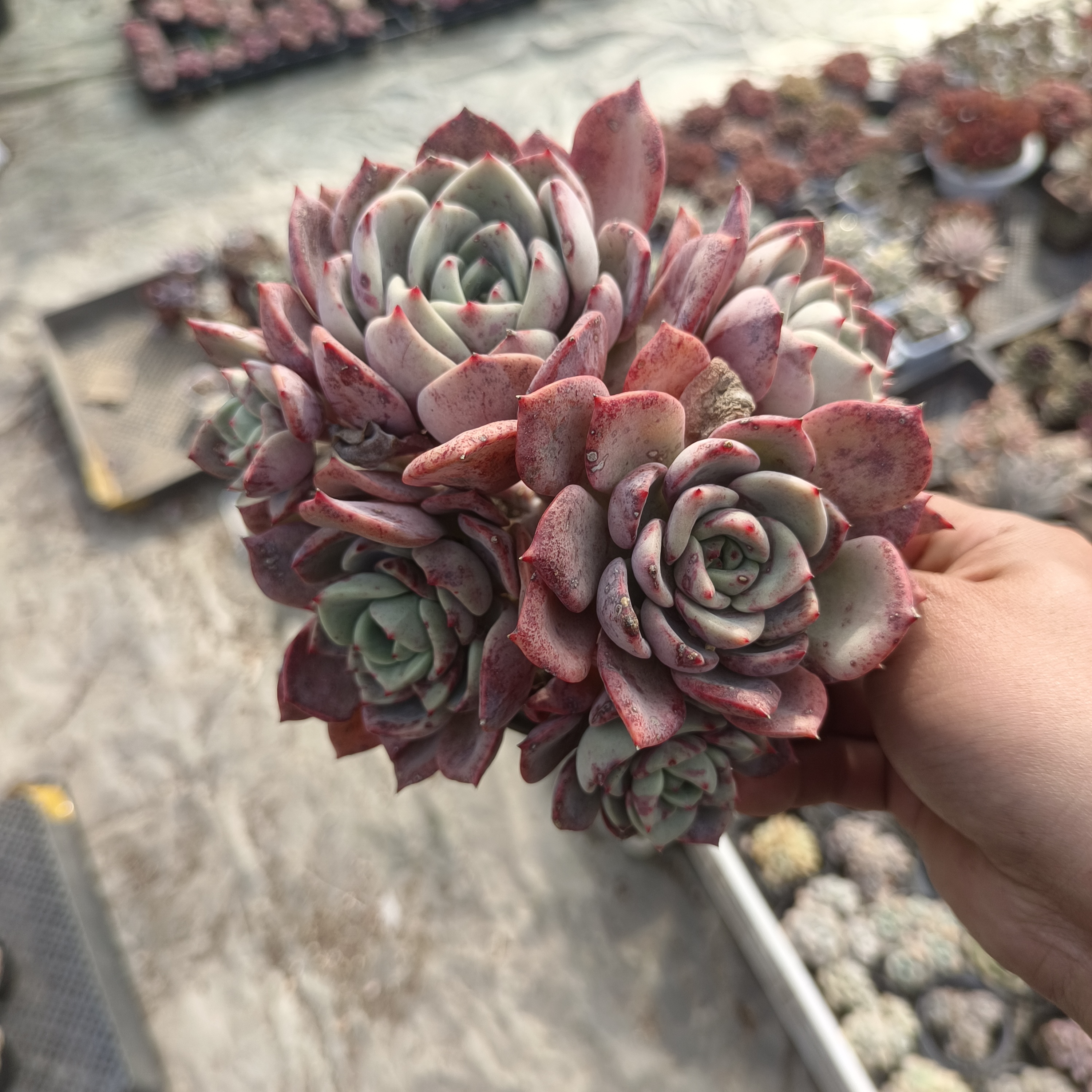 三文鱼多肉植物  山东临沂发货