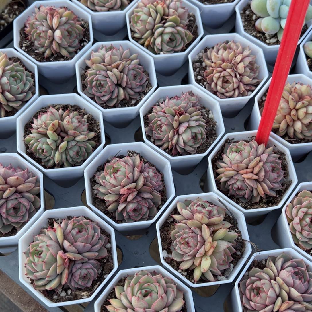 苯巴蒂斯群一颗量拍多肉满9.9元包邮