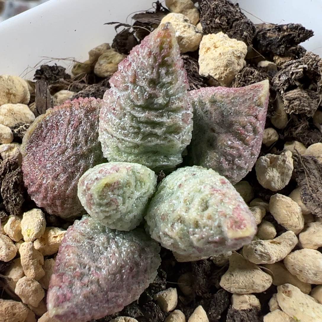 实生新品多肉植物水泡实生新品