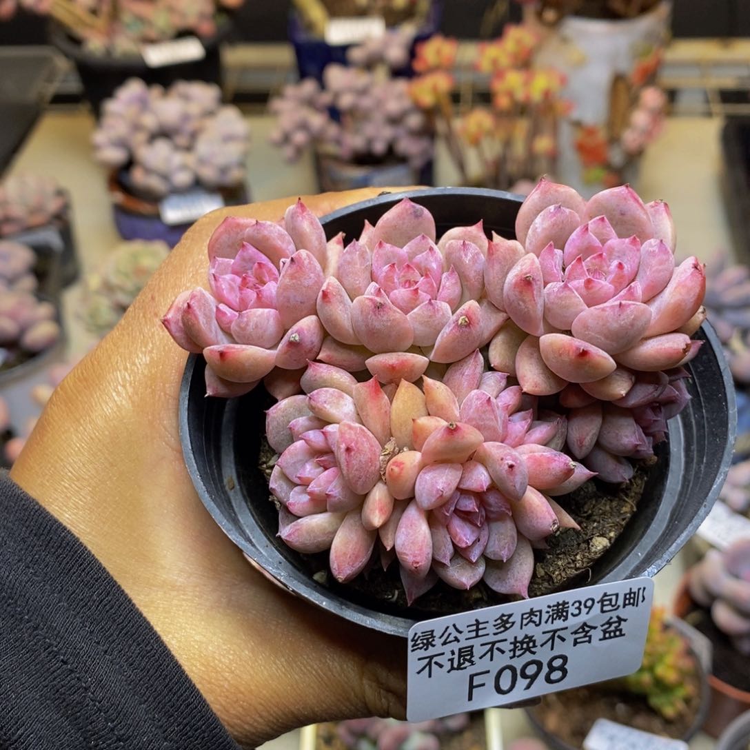 098迷你星星多肉7c m