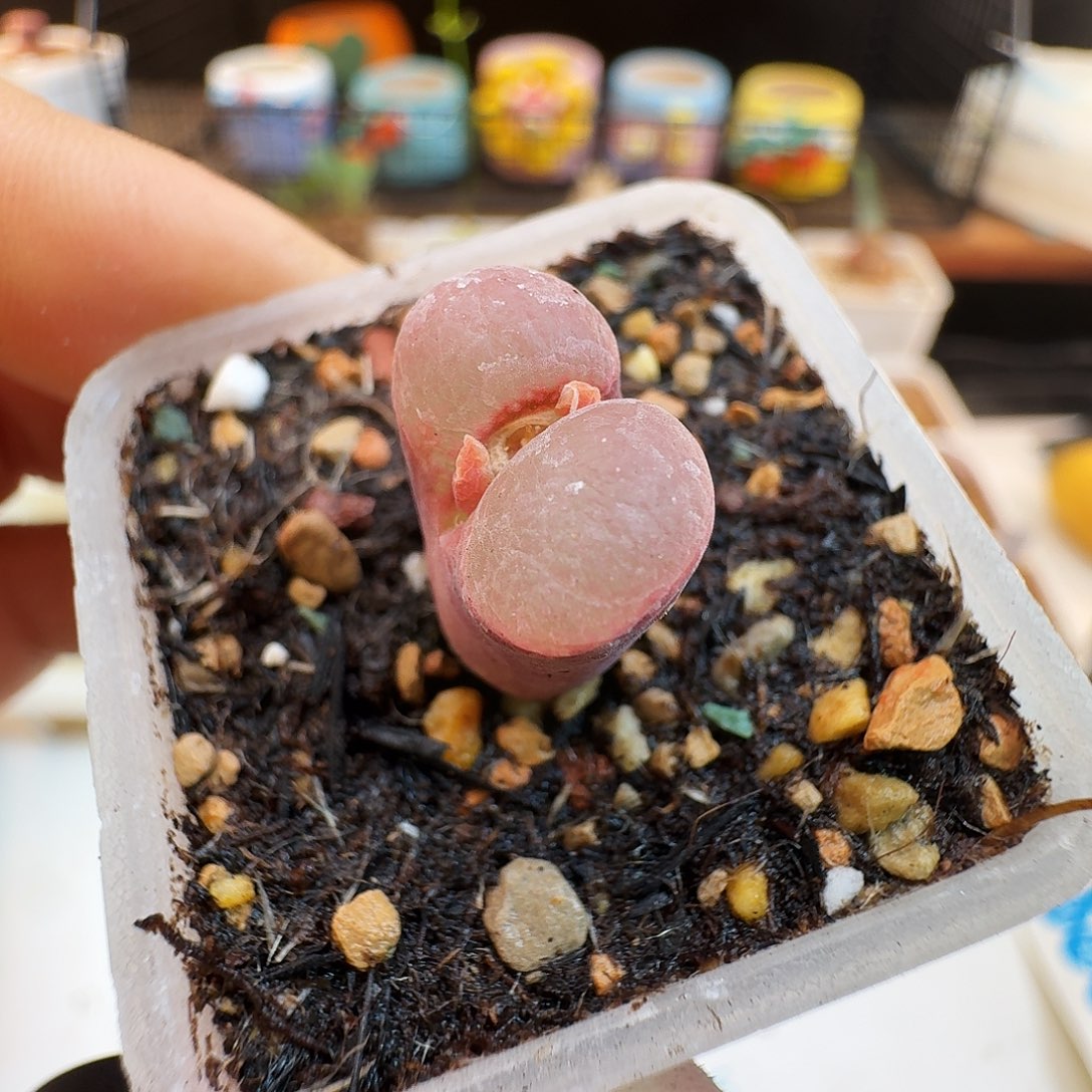 多肉植物福利肉锥817