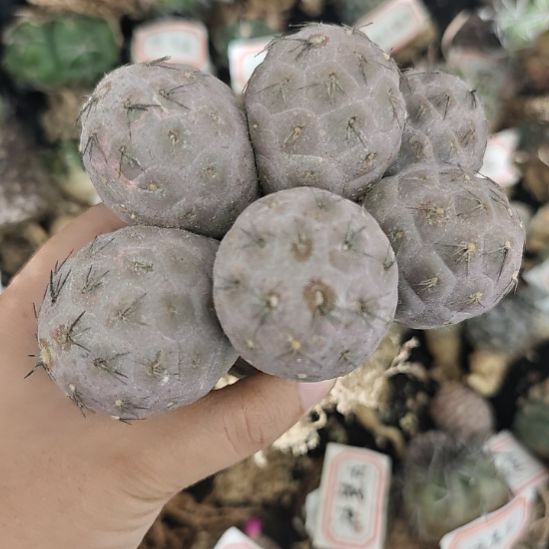 一物一拍，习志野！！！