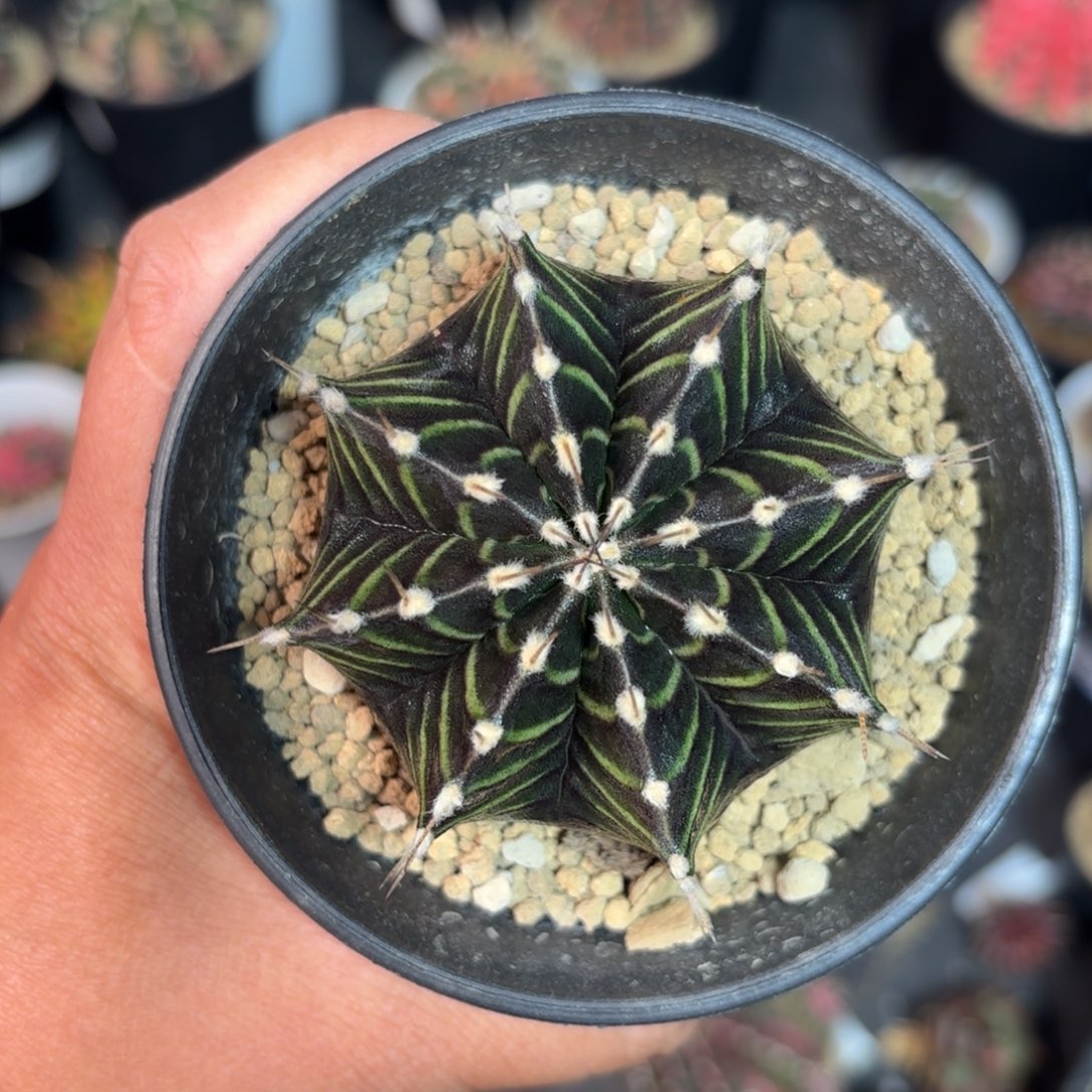 泰系实生米哈仙人球601