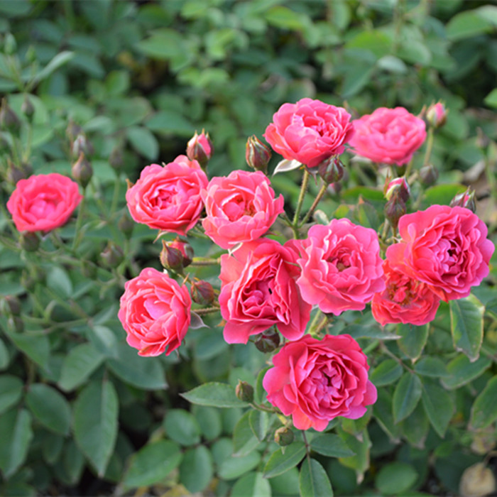 金边食用花卉四季花量大泡茶非常好喝美容养颜