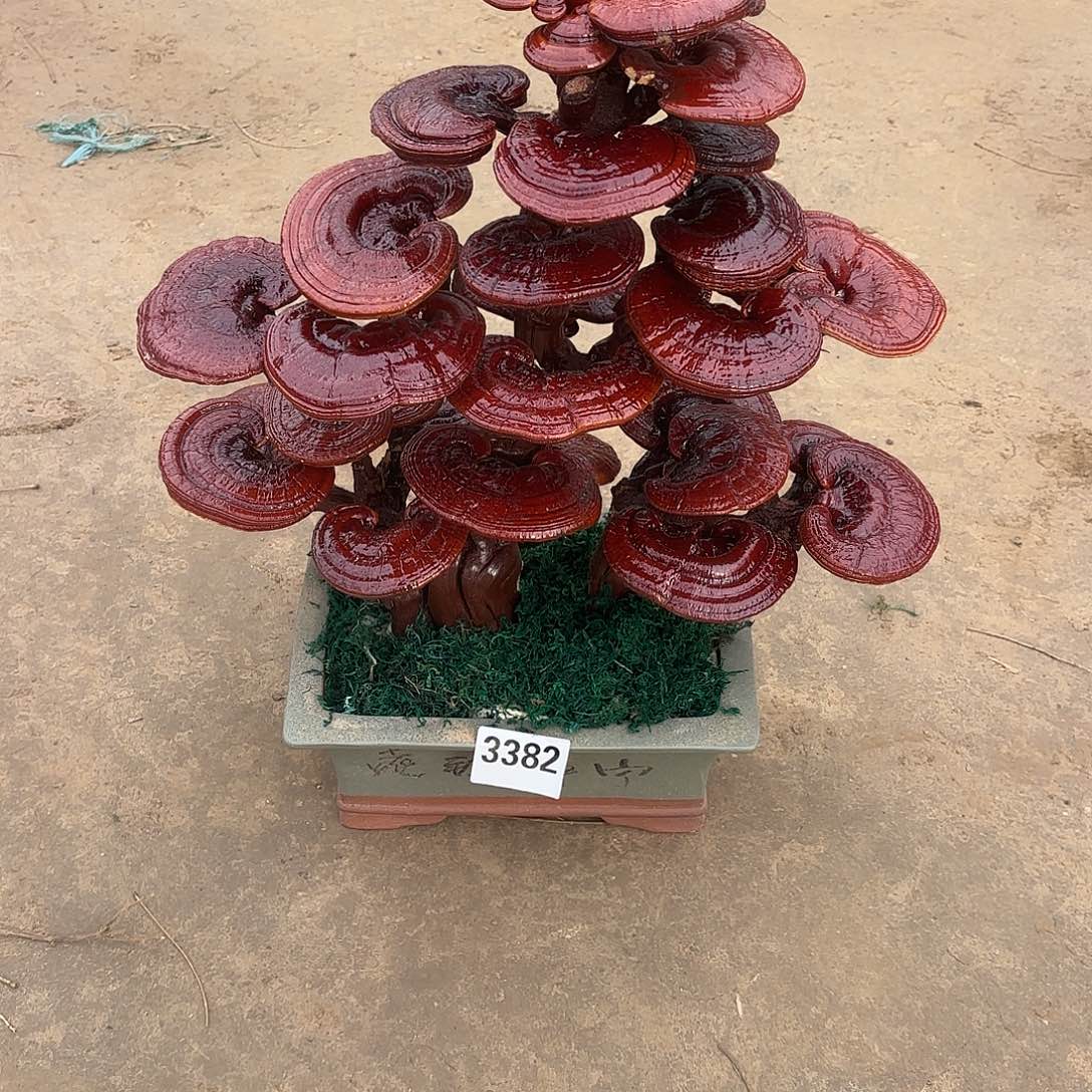 无花朵灵芝是我国著名植物