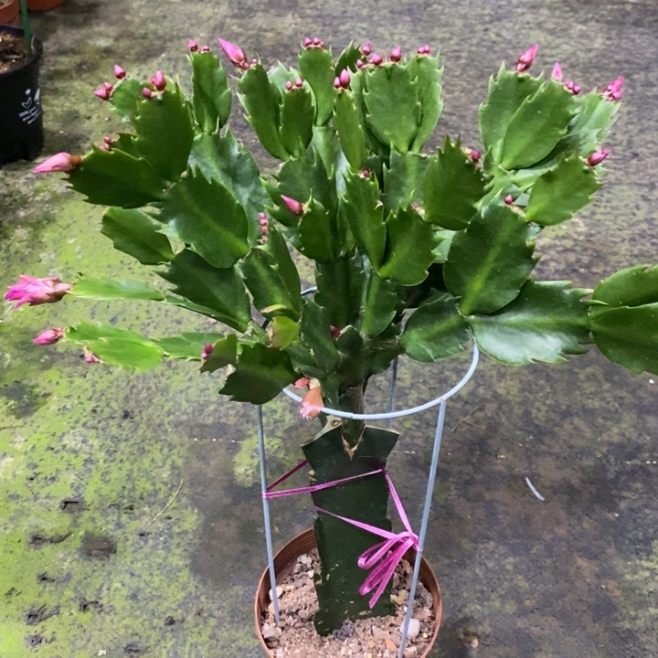 江***姐AN083复色重瓣大花