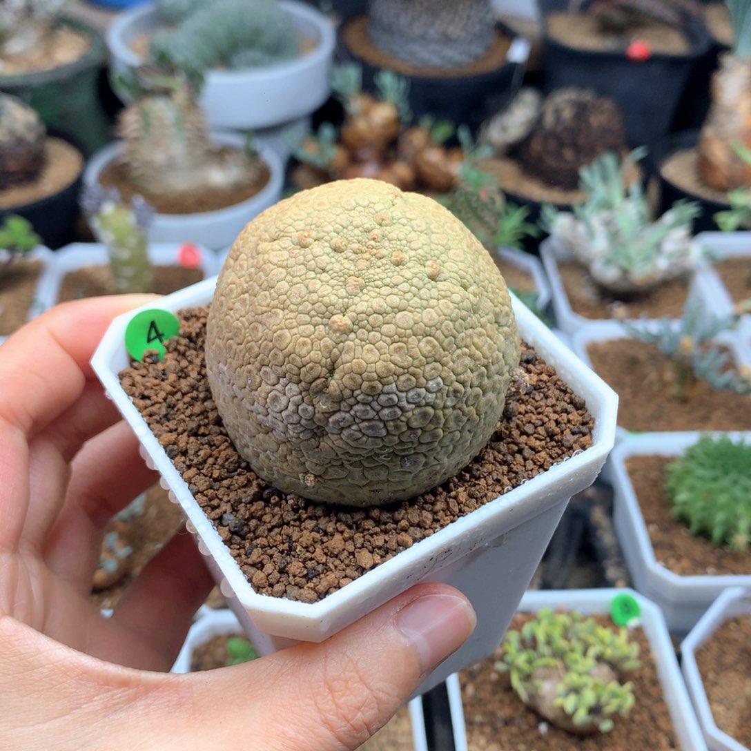 实生大圆凝蹄玉脱土5cm