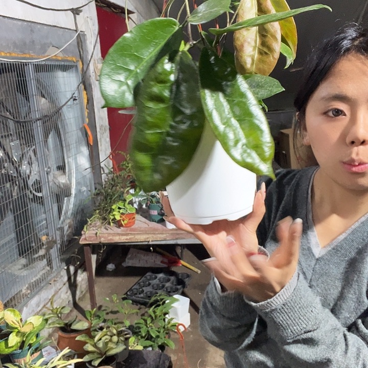 球兰大叶红花大棉