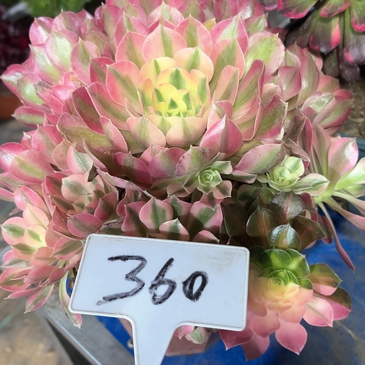 多肉植物粉女巫法师