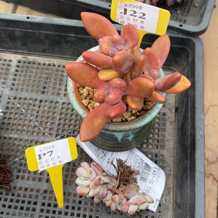 R****y多肉植物11111111