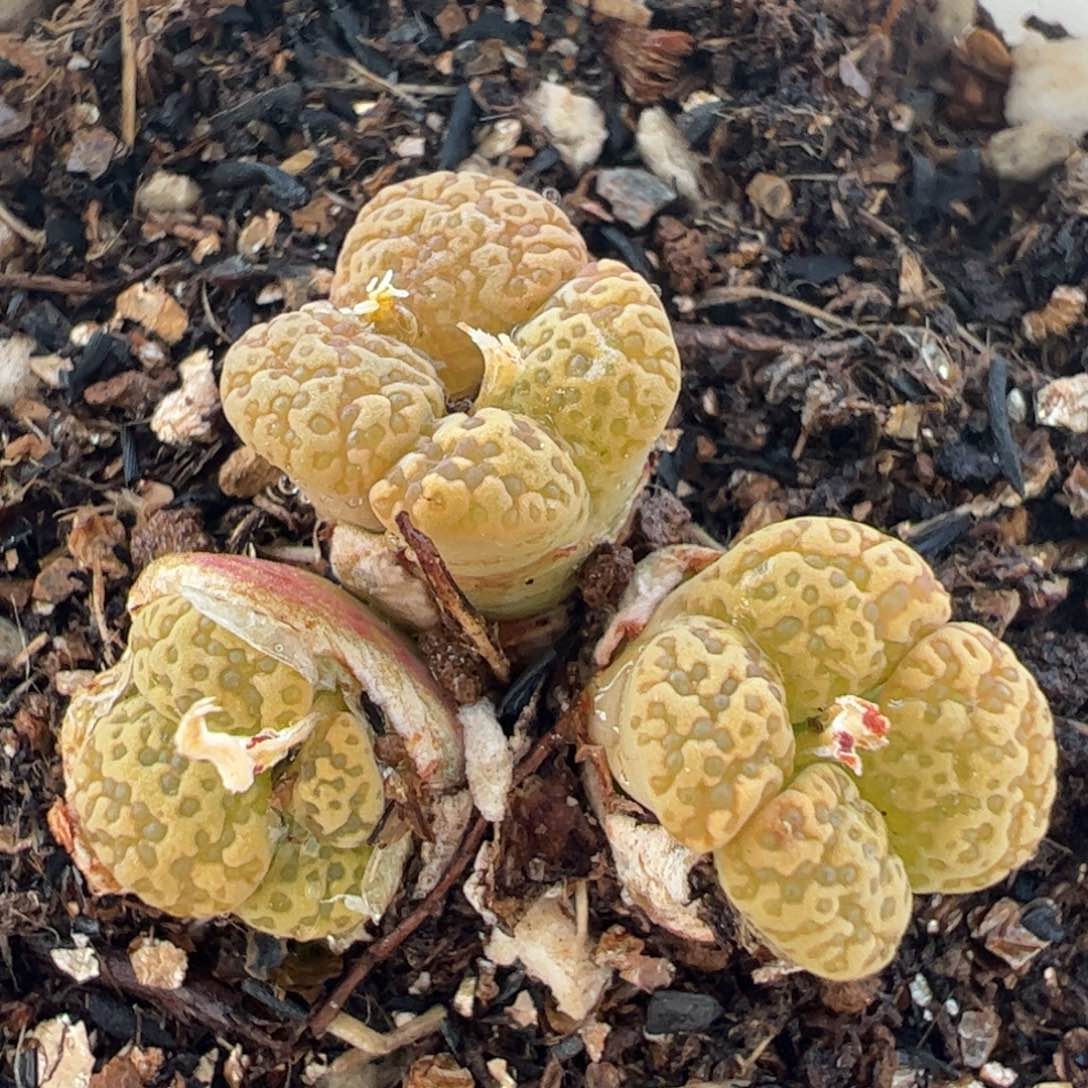752多肉植物百科