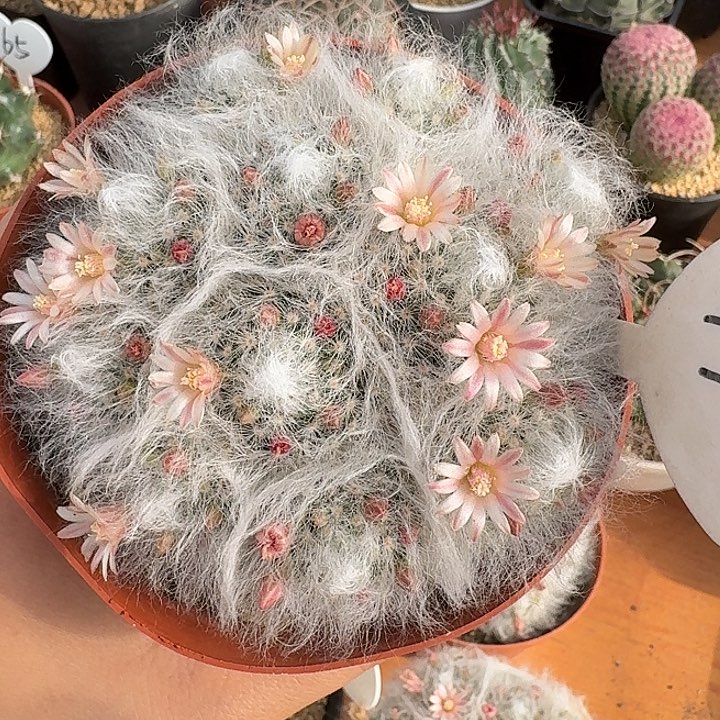 11白云高莎仙人球12345